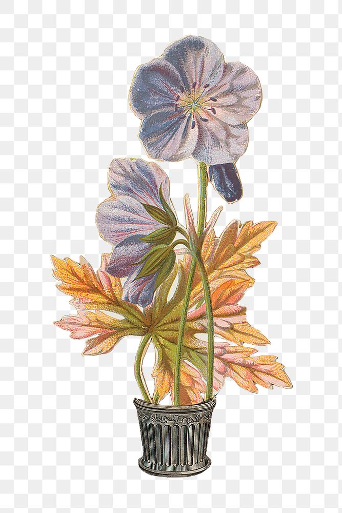 Blue flower png Geranium himalayense ‘Gravetye’ sticker, transparent background. Remastered by rawpixel.