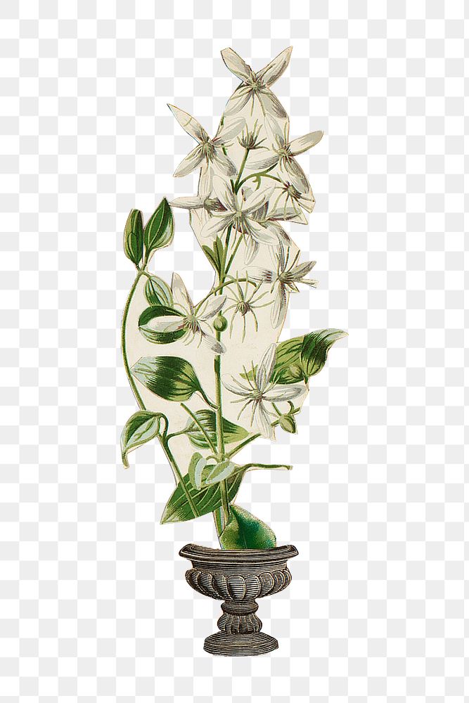 Whiter flower png clematis flammula sticker, transparent background. Remastered by rawpixel.
