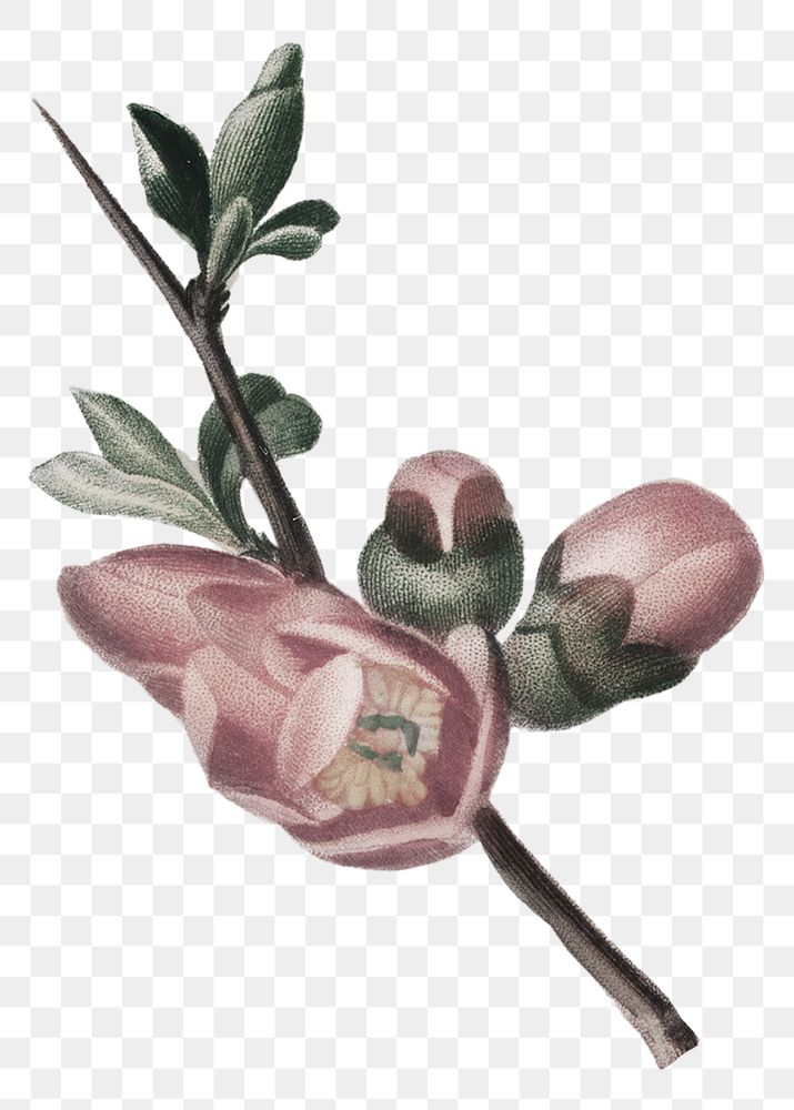 PNG vintage pink flower buds illustration, transparent background