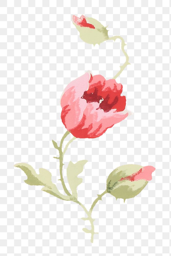 PNG Red poppy illustration transparent background. Remixed by rawpixel.