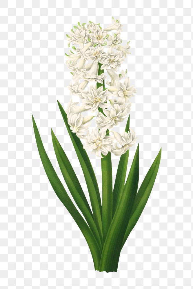 PNG Hyacinths flower, vintage flower illustration by Arentine H. Arendsen, transparent background. Remixed by rawpixel.