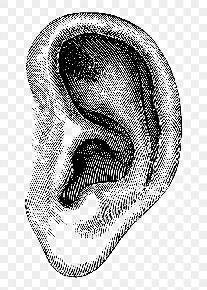 PNG Vintage ear, medical illustration, transparent background. Remixed by rawpixel.