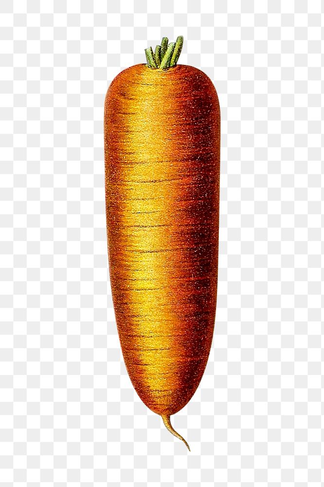 Vintage carrot png chromolithograph art, transparent background. Remixed by rawpixel. 