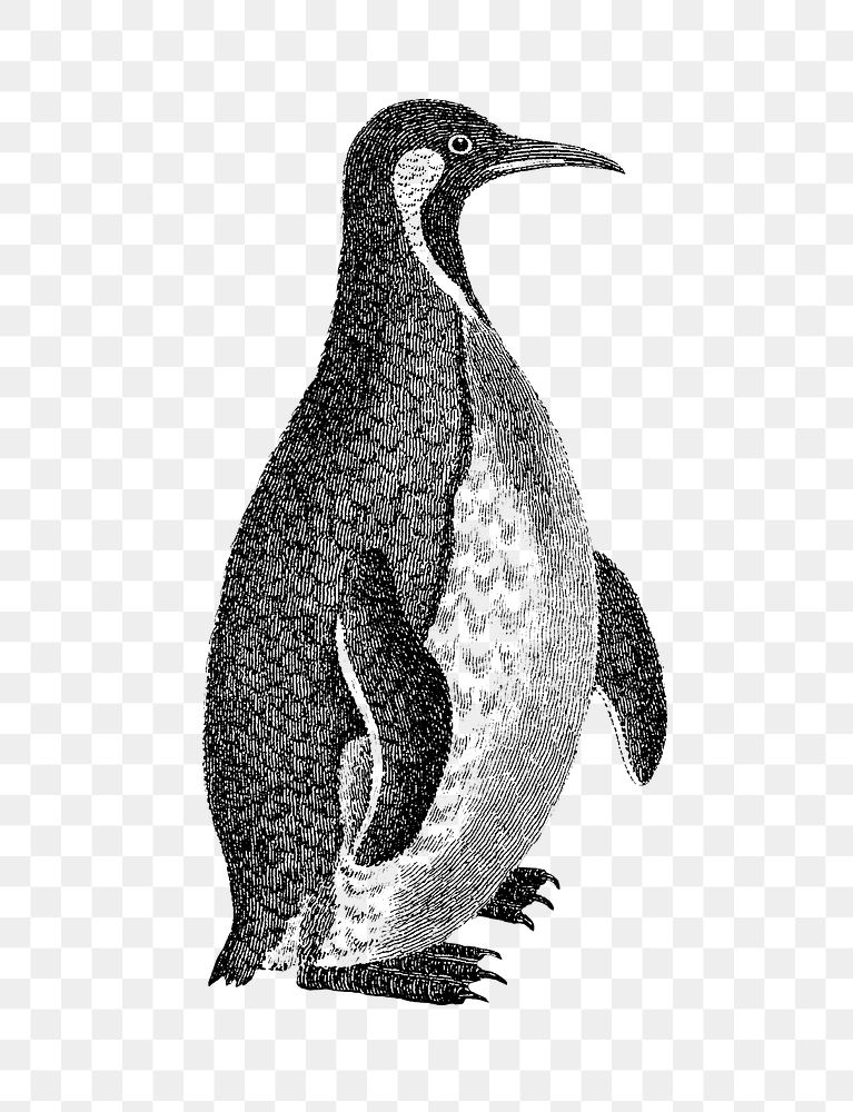 Patagonian penguin png sticker, vintage illustration, transparent background