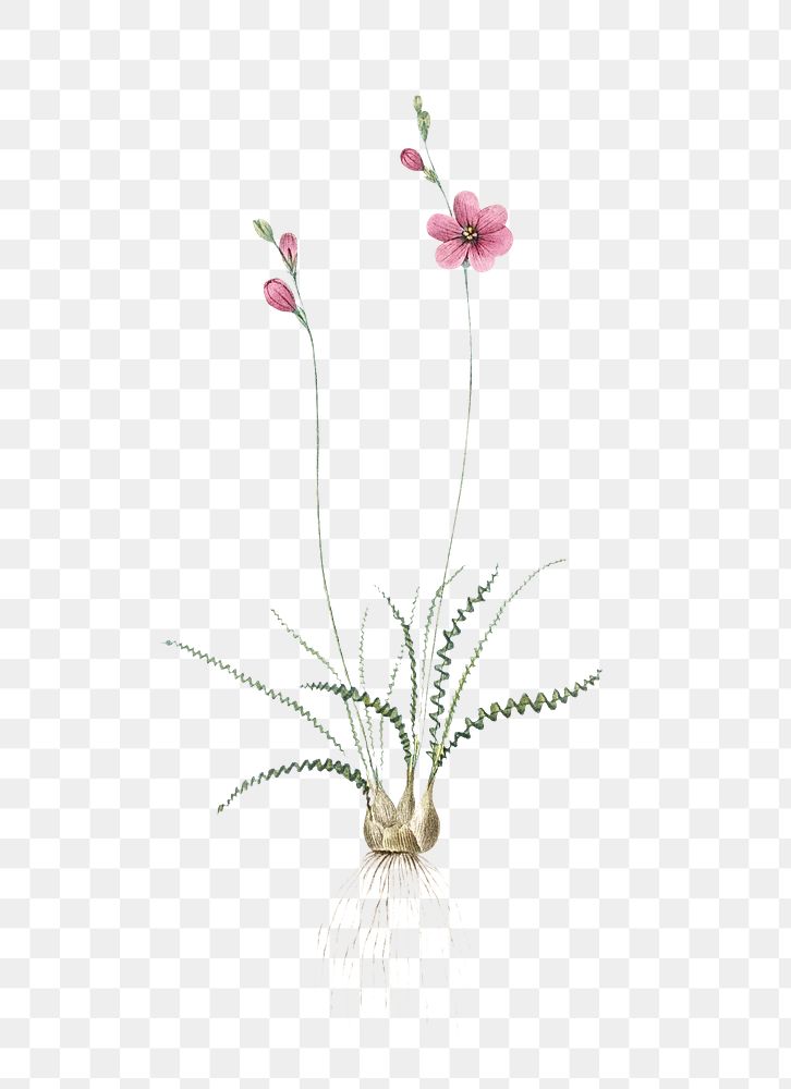 Ixia crispa png sticker, vintage botanical illustration, transparent background