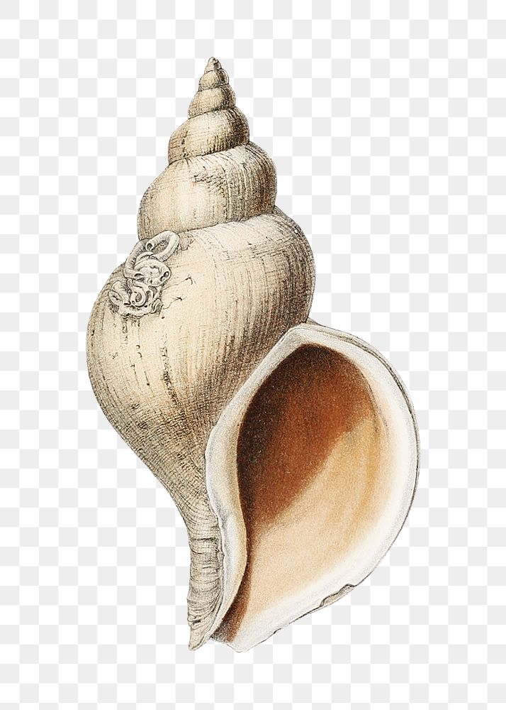 Conch shell png png vintage illustration, transparent background