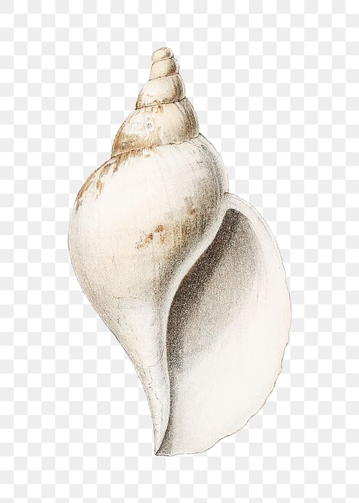 Conch shell png png vintage illustration, transparent background