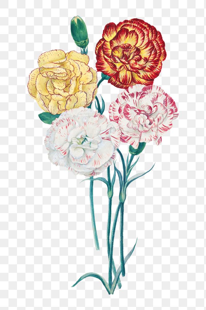 Four carnations png, vintage flower illustration, transparent background. Remixed by rawpixel.