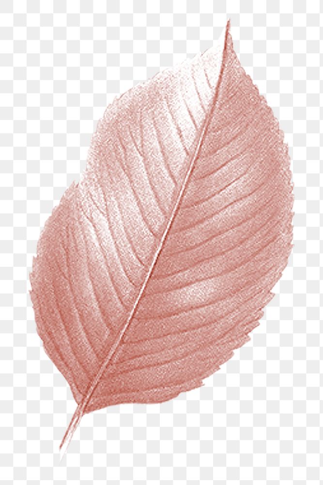 PNG pink Autumn leaf, transparent background