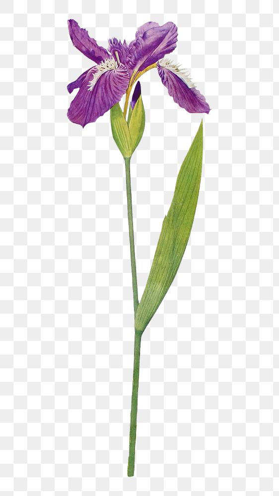PNG vintage iris flower, collage element, transparent background