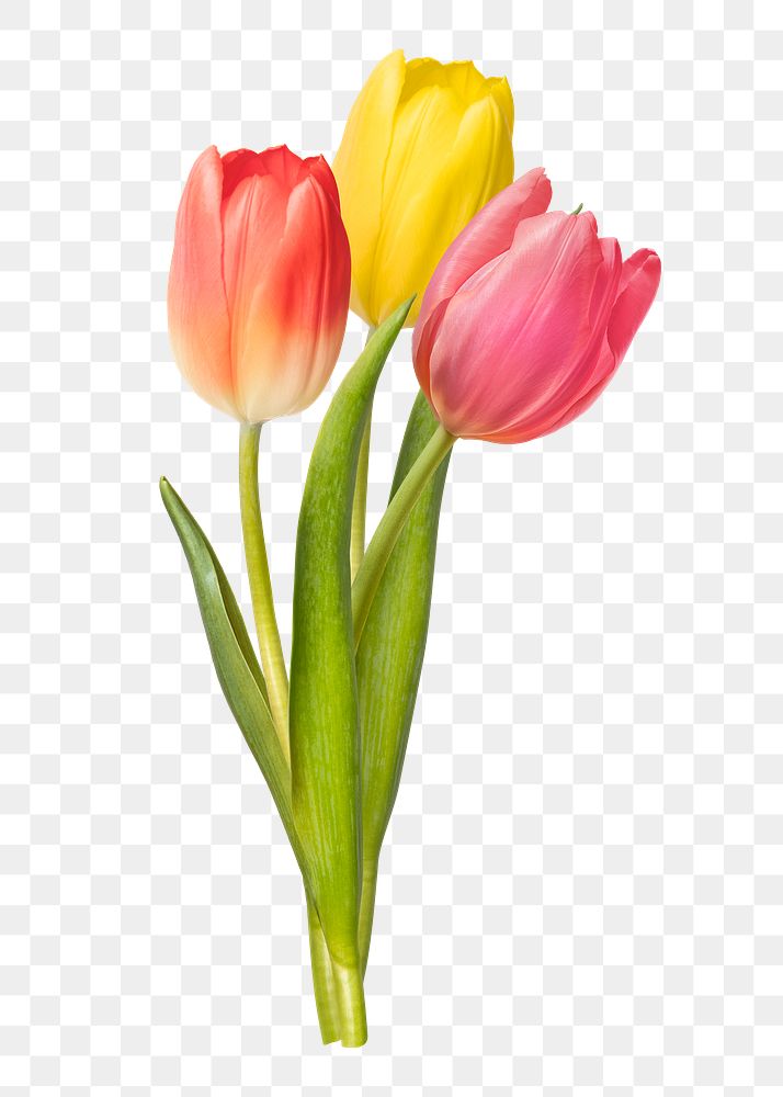 PNG red and pink tulips, flower sticker
