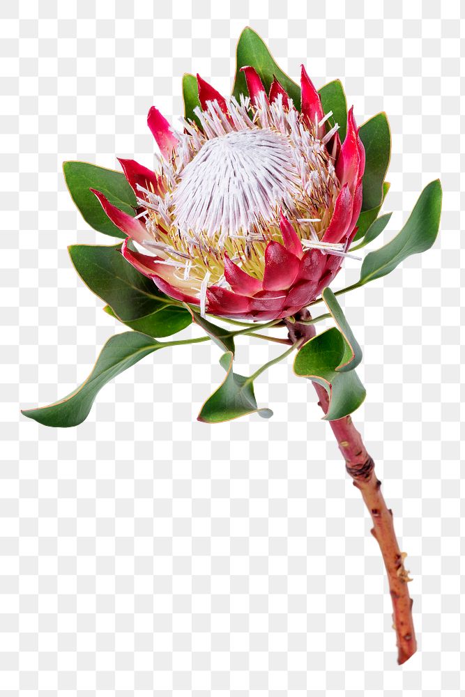 King protea png flower sticker