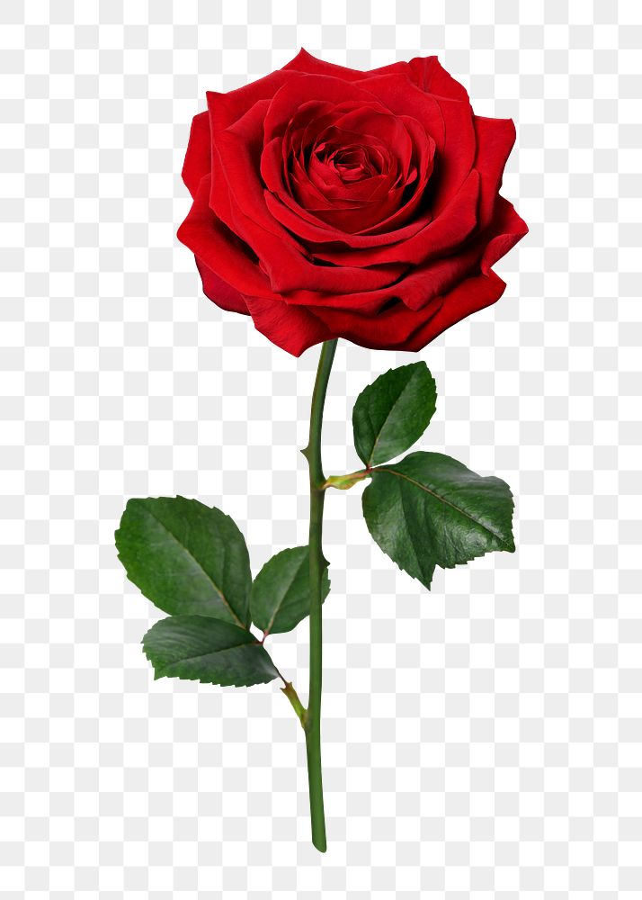Hình ảnh hoa hồng PNG sẽ làm bạn say mê bởi độ chi tiết tuyệt vời. Hãy cùng chiêm ngưỡng tinh hoa thiên nhiên qua những bức ảnh đẹp mắt này.