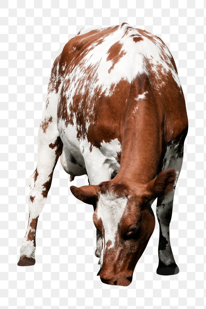 Cow, bull png sticker, livestock animal on transparent background
