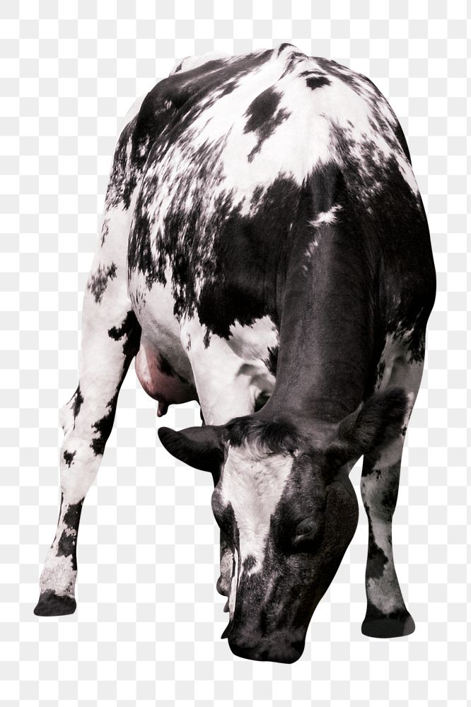 Cow, bull png sticker, livestock animal on transparent background