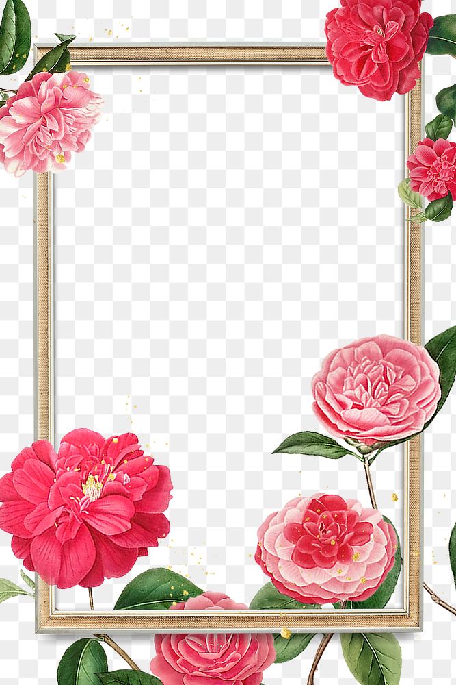 Red and pink camellia flower | Premium PNG - rawpixel