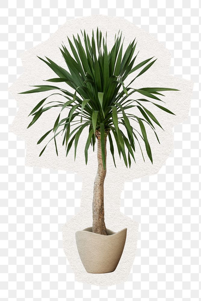 PNG yucca plant, houseplant sticker in transparent background