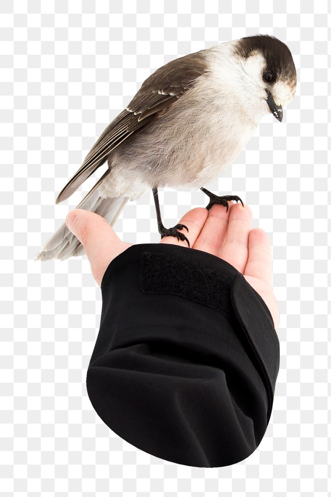 Bird on hand png sticker, transparent background 