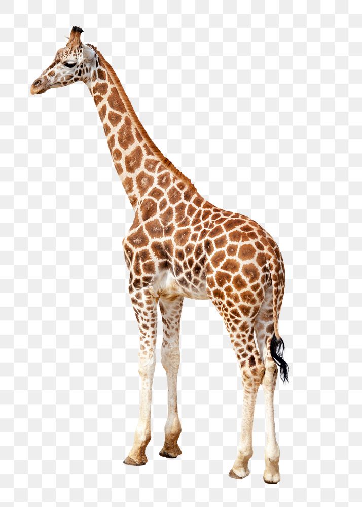 Giraffe  png sticker, transparent background 