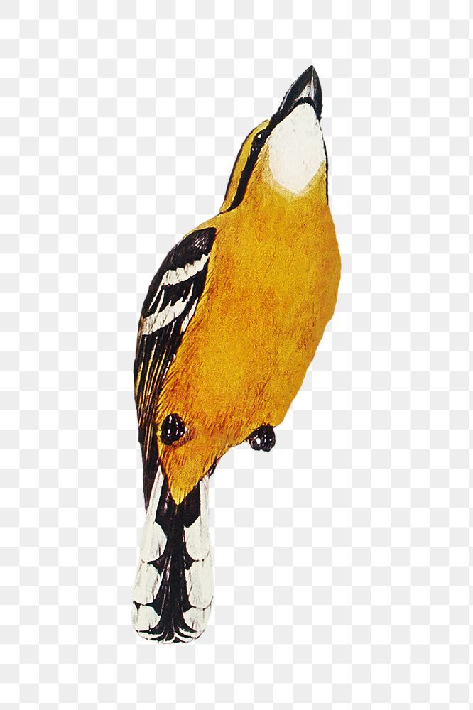 Yellow-breasted flycatcher png bird sticker, transparent background