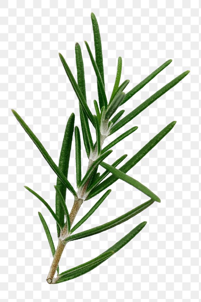 Rosemary leaf png sticker isolated image, transparent background