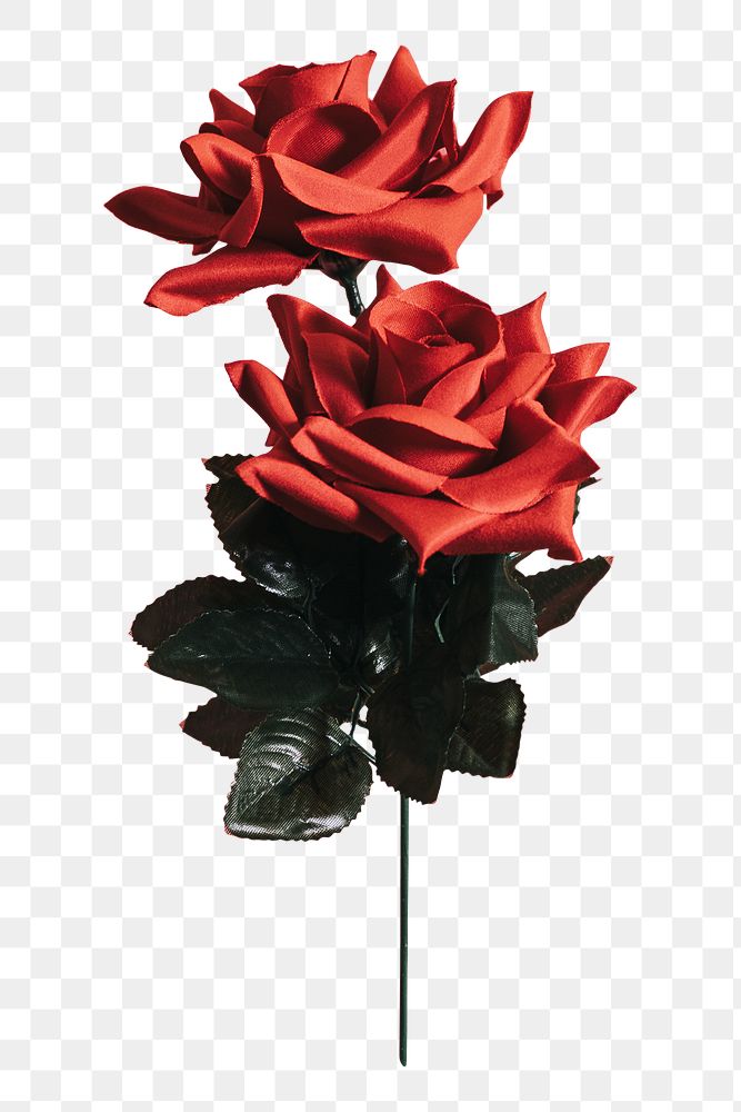 Red rose png sticker, botanical, transparent background
