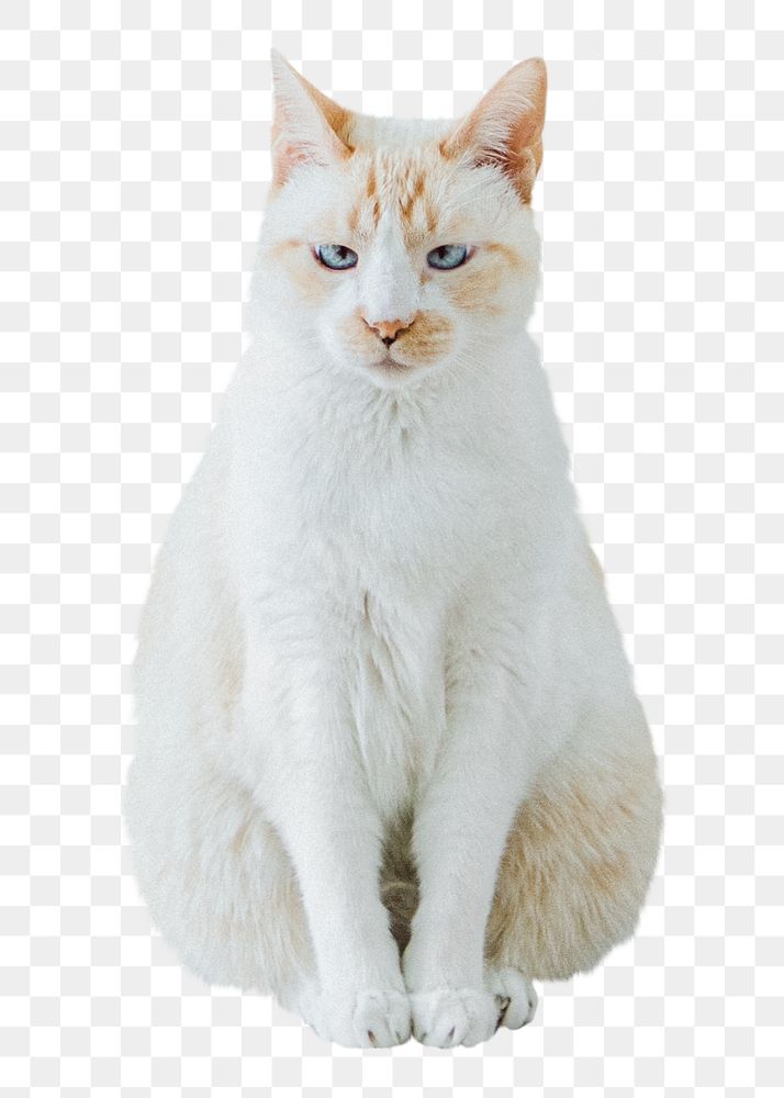 White cat png sticker, transparent background