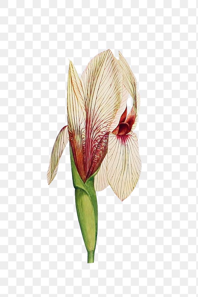 White iris flower png element, transparent background