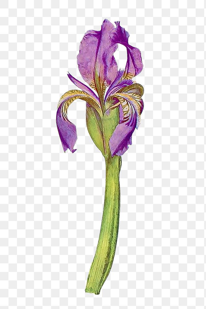 Purple iris flower png element, transparent background