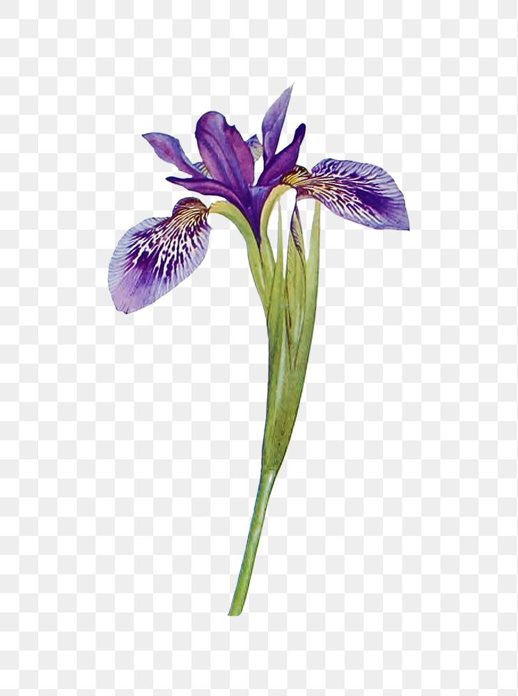 Purple iris flower png element, transparent background
