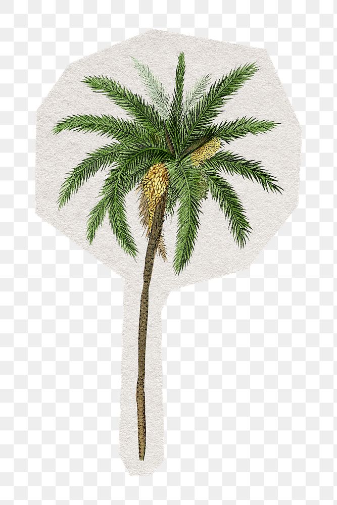 PNG vintage date palm tree sticker with white border, transparent background