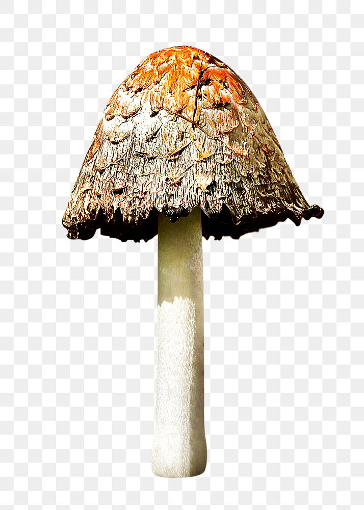 Shaggy mane png, food mushroom, transparent background