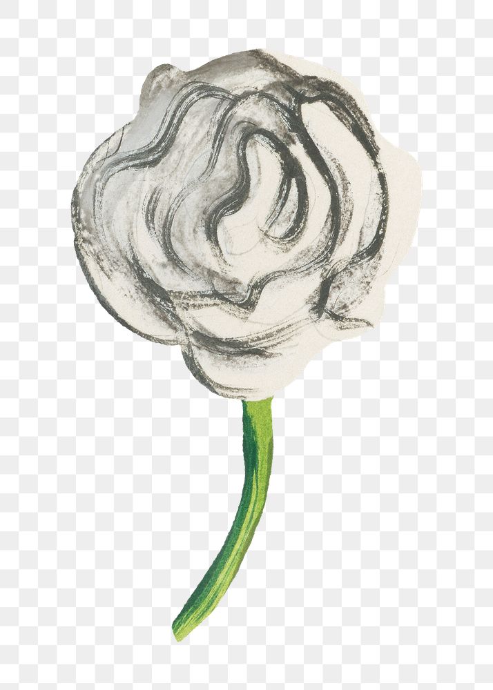 PNG White rose flower illustration transparent background. Remixed by rawpixel.