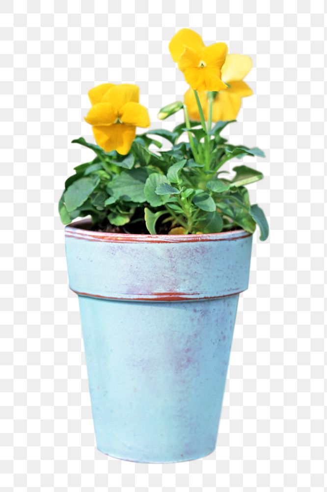 PNG flower pot, collage element, transparent background