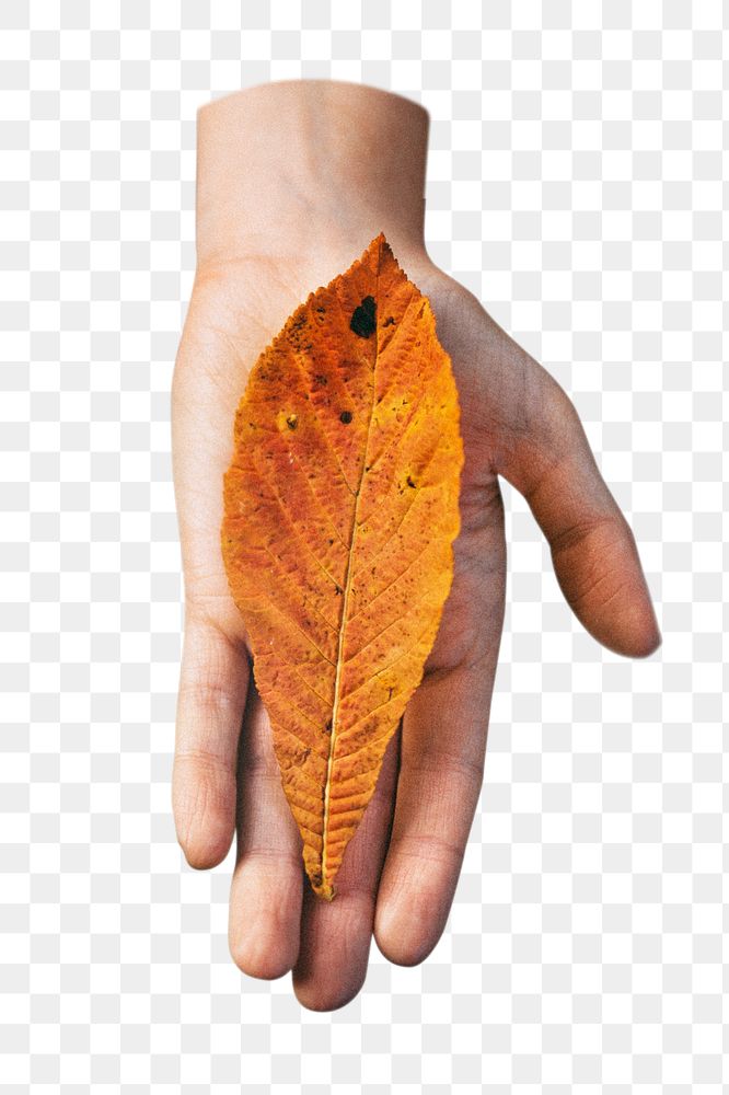 Hand giving autumn leaf  png, transparent background