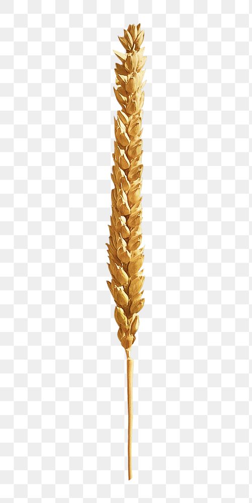 Wheat png collage element, transparent background