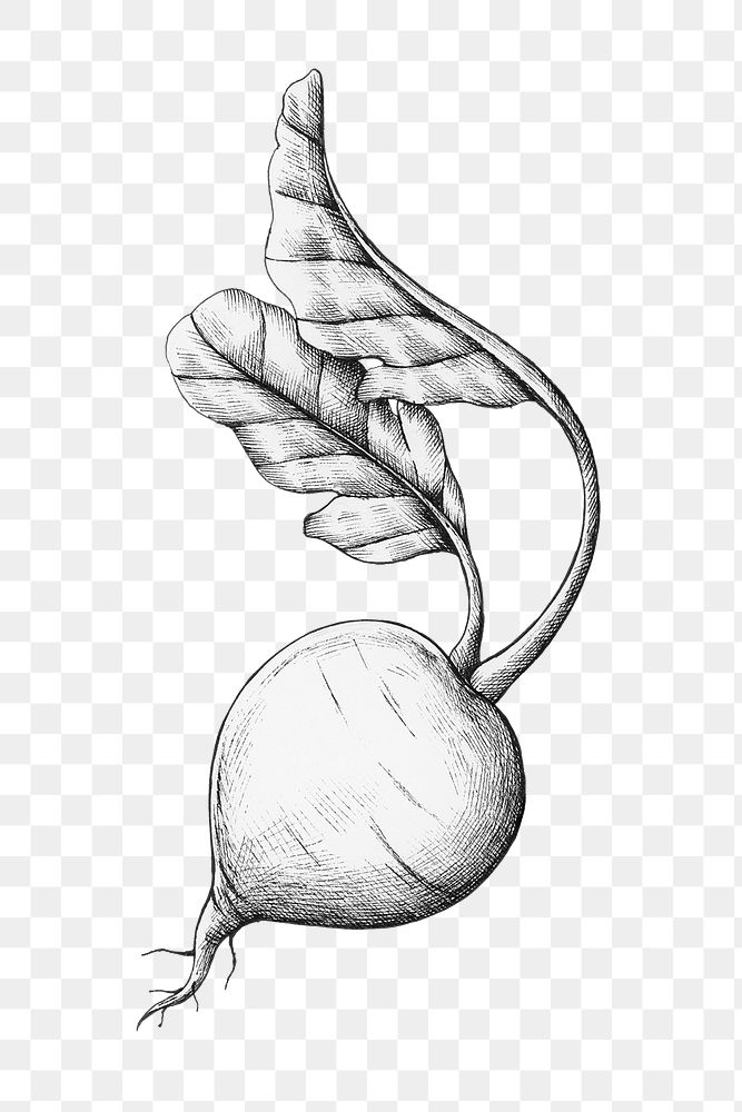 Png radish black and white illustration, transparent background