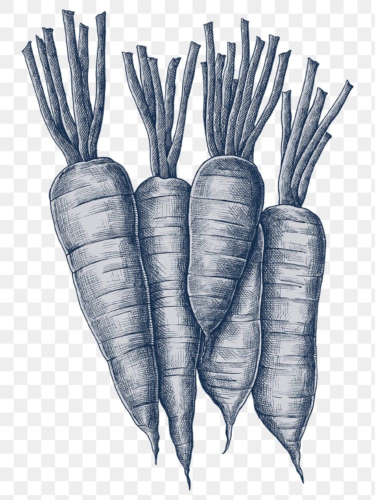 Png carrots illustration, transparent background