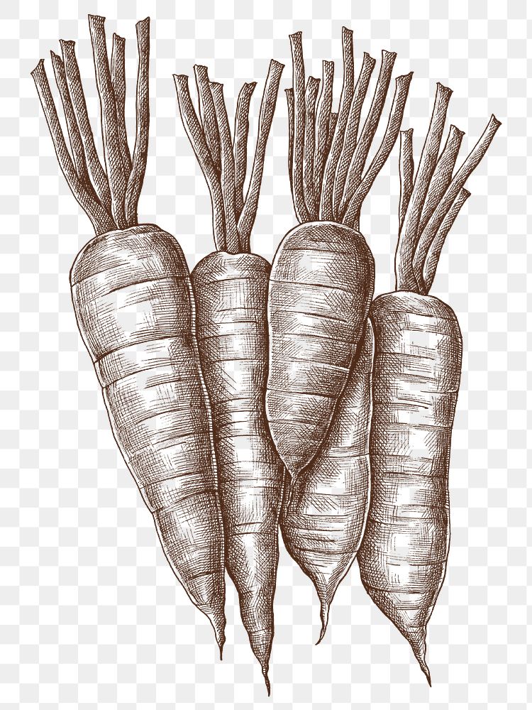 Png carrots illustration collage element, transparent background