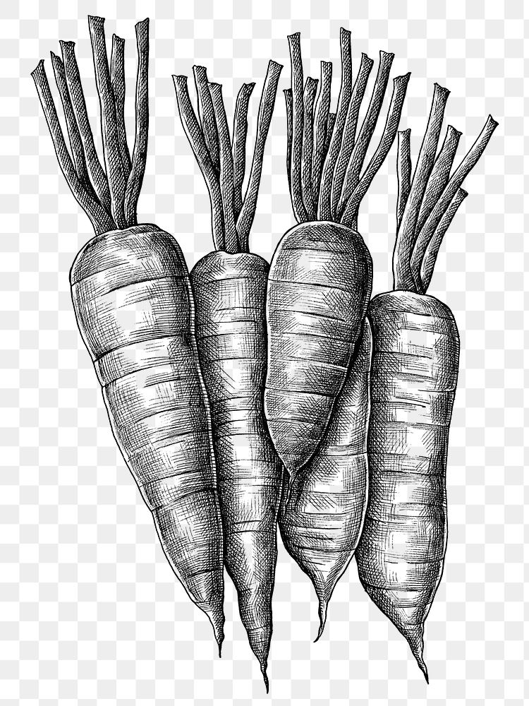 Png carrots black and white illustration, transparent background