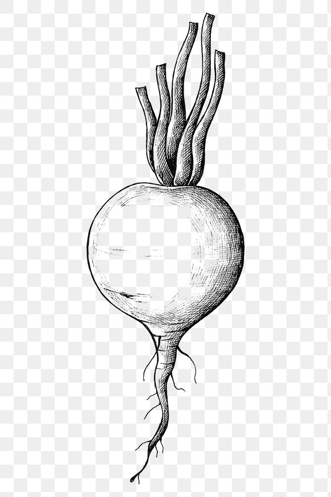 Png radish black and white illustration, transparent background