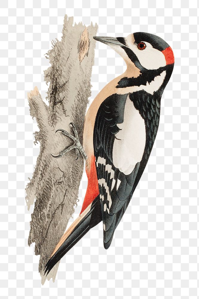 PNG Woodpecker bird, vintage animal illustration by Wilhelm von Wright, transparent background. Remixed by rawpixel.