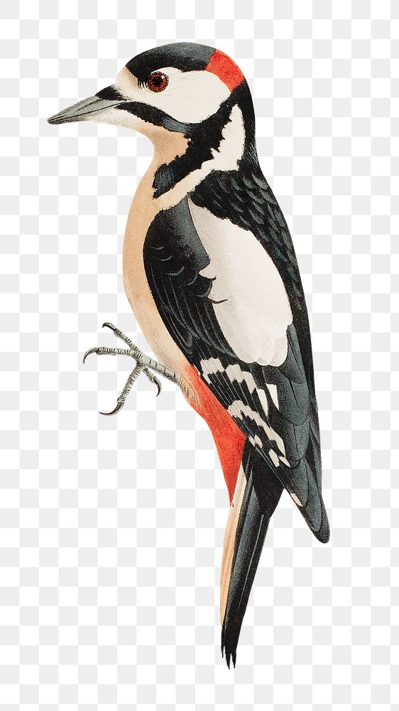 PNG Woodpecker bird, vintage animal illustration by Wilhelm von Wright, transparent background. Remixed by rawpixel.