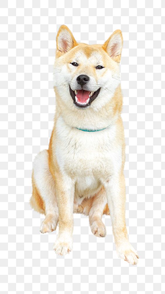 Shiba Inu dog png collage element, transparent background