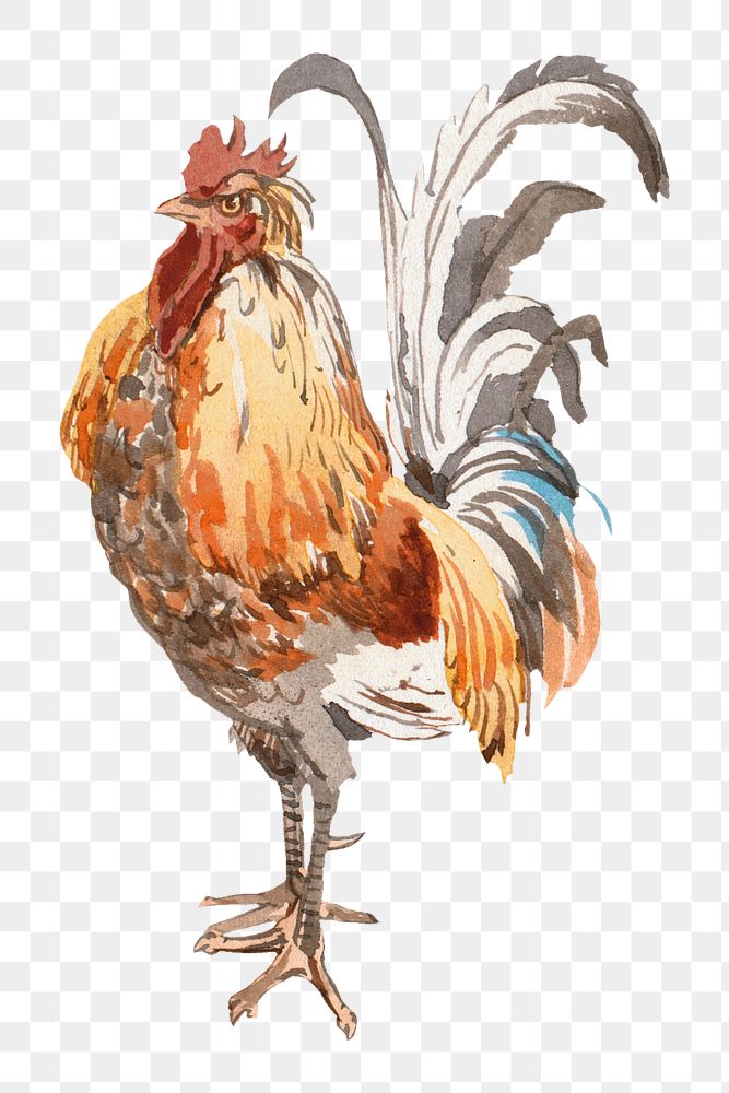 Vintage cock png illustration, transparent background. Remixed by rawpixel.