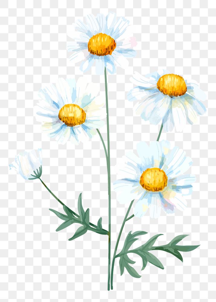 Daisy flower sticker png, on transparent background