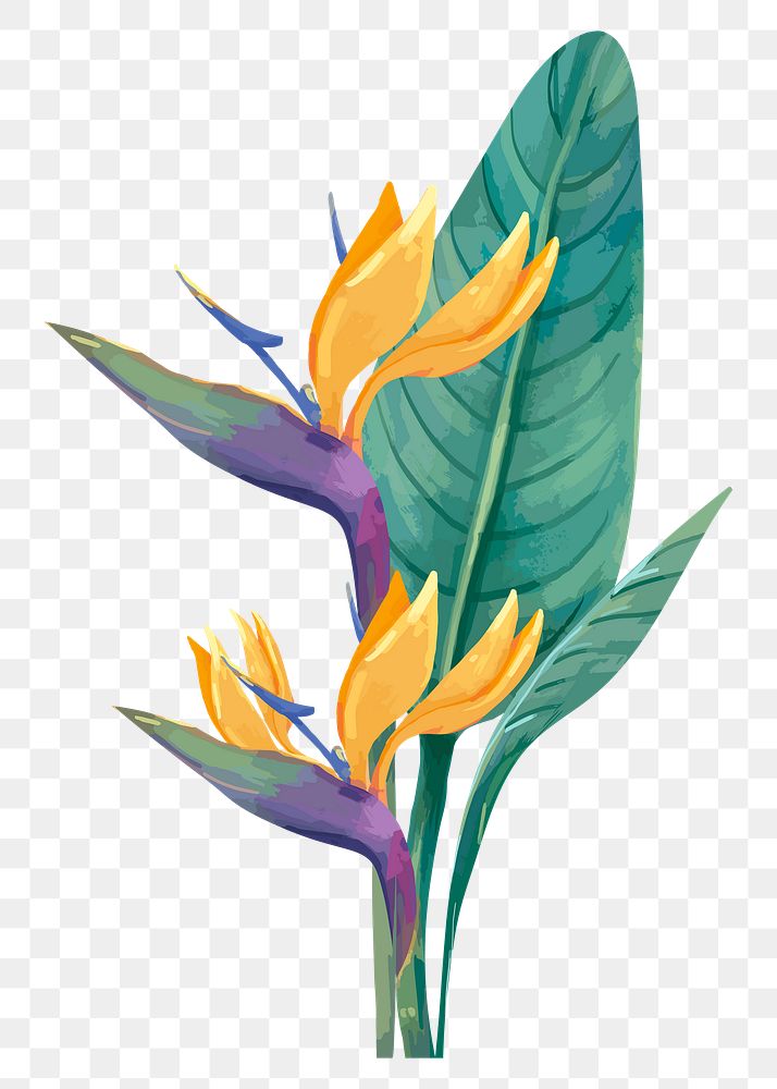 Heliconia flower png sticker on transparent background