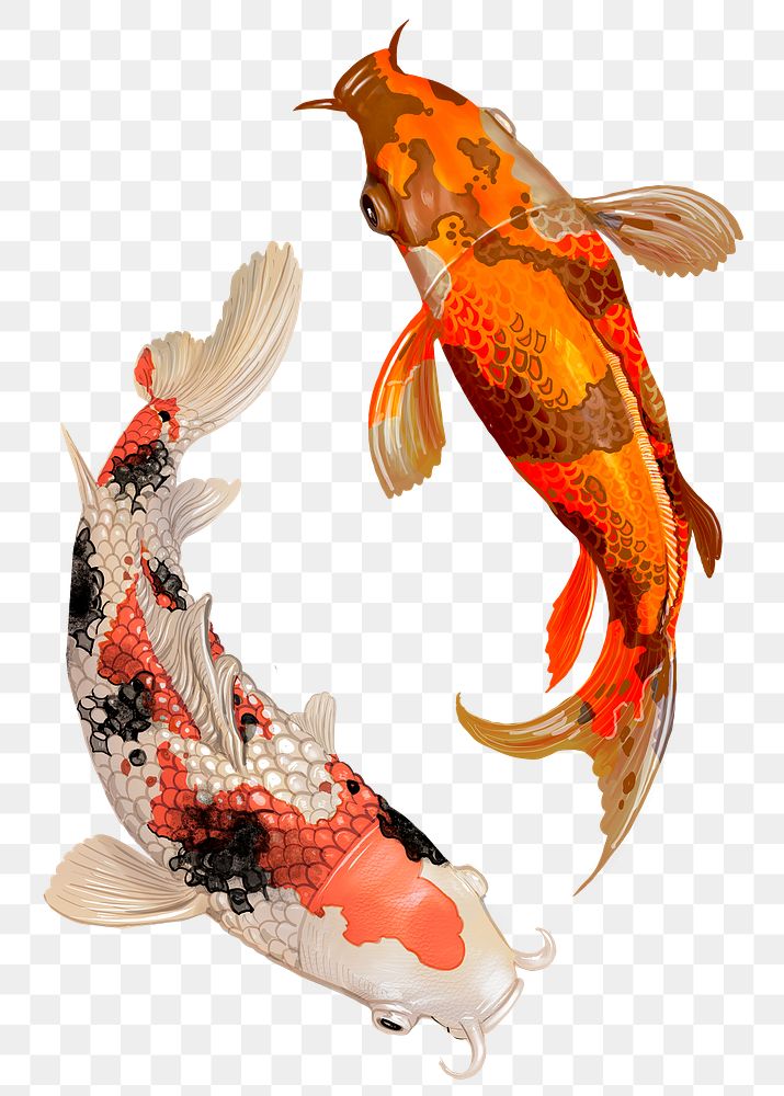 Koi fish png sticker, Japanese traditional animal on transparent background