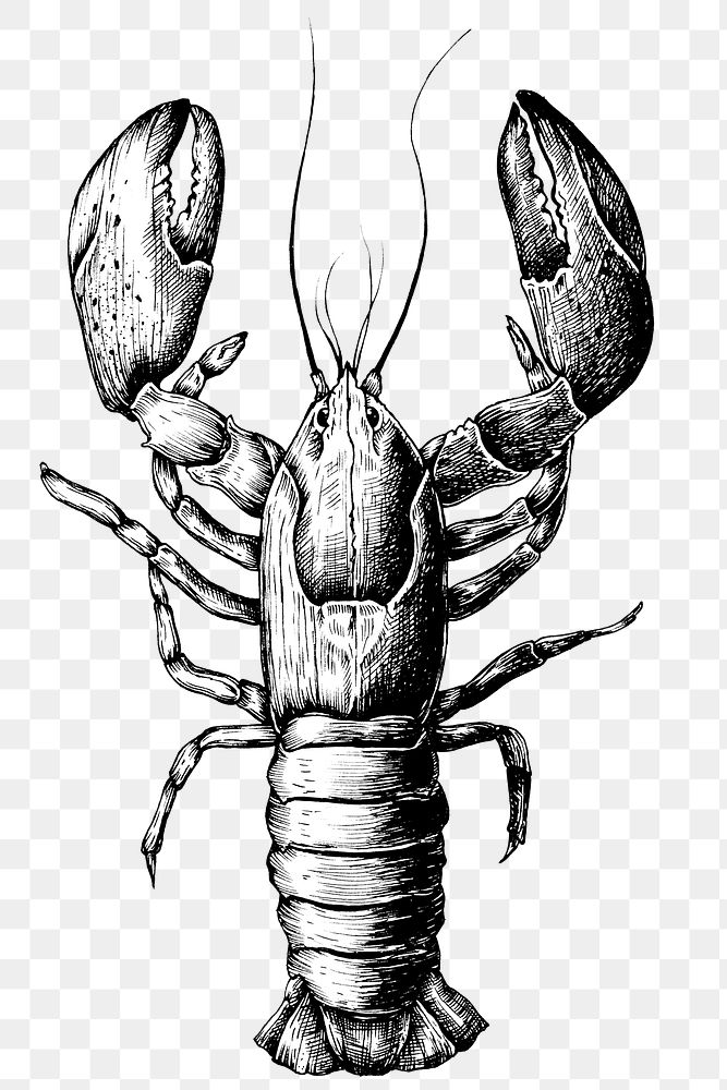Black and white lobster png transparent