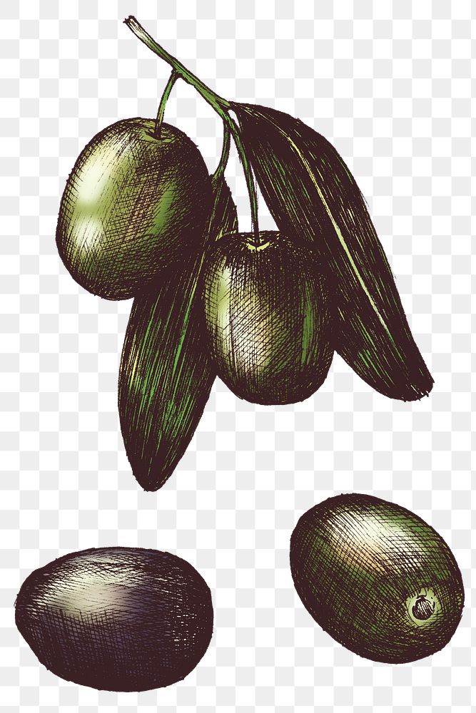 Colorful olive transparent png set 